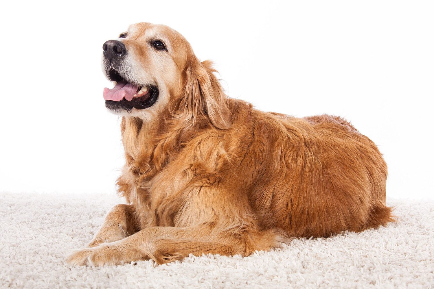 Golden Retrievers: The ultimate family dogs